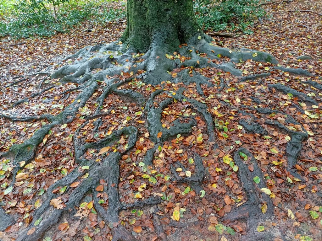 natuur balans